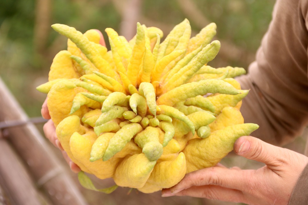 Bật Mí Ý Nghĩa Và Cách Chọn Mua Quả Phật Thủ Đẹp, Tươi Lâu