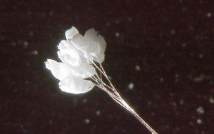 Bạn Đã Biết Về Loài Hoa Ưu Đàm 3000 Năm Mới Nở 1 Lần ?