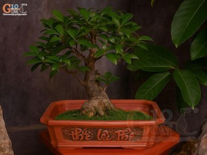 Bộ 3 chậu gốm chữ nhật khắc nổi Phúc Lộc Thọ, 31x23cm